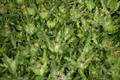 St. Benedict's thistle
